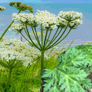 Common hogweed, umberllifreous flowers (like broccoli), spikey shaped leaves and tiny flowers