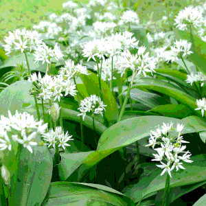 Wild garlic, a single leaf on a stem. A single stem with flowers with 5 pointed petals