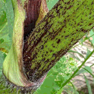 A section of a stem with purple discolouration and small spikes