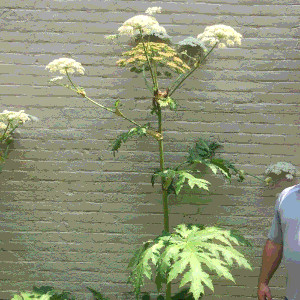 A large plant, very straight, taller than a man, with bushels of flowers at its top