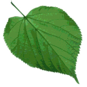 a set of heart shaped leaves, some rounder than others