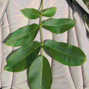 A set of  walnut leaves, long and round in sets of 7, opposite pairs with a single end leaf