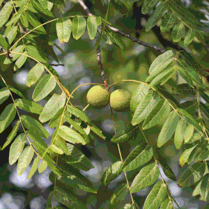 Two walnuts on a tree, buried between leaves, inch wide round green balls